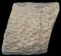 Fossil Lycopod Tree Root (Stigmaria) - Oklahoma #53331-1